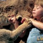 criancas_acariciam_tigres_e_leoes_em_zoo_argentino