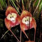 Orquídea macaco - uma obra prima da natureza