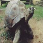 os_10_animais_mais_famosos_do_mundo