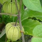 medicina_popular_physalis_angulata_pode_se_tornar_aliada_de_pele_sensivel