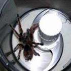 como_fazer_uma_deliciosa_vitamina_de_tarantula