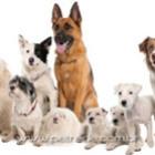 12_razoes_para_adotar_um_animal_adulto