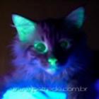 Gato ‘verde’ criado em laboratório é resistente à aids felina 