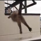 o_gato_que_sabia_voar