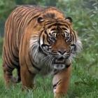 portugueses_tem_leoes_tigres_ou_crocodilos_como_animais_de_estimacao