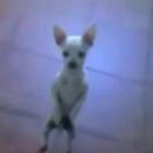 o_cachorro_dancarino_de_adocica
