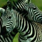Descubra: As zebras são brancas com listras pretas ou pretas com listras brancas