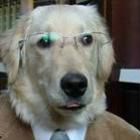 desafio_cachorro_le_sua_mente