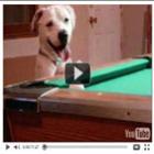 cachorro_jogando_sinuca_like_a_boss