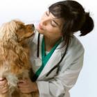 curso_de_veterinaria_vai_alem_do_cuidado_com_pequenos_animais