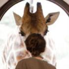 giraffe_manor__vivendo_entre_gigantes