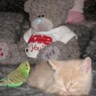 amizades_improvaveis_o_gatinho_e_o_periquito