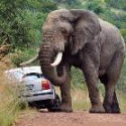 o_imbecil_idiota_e_o_elefante