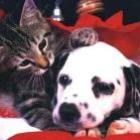 e_verdade_que_caes_e_gatos_enxergam_em_pretoebranco
