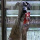 subornando_o_dono_com_doritos