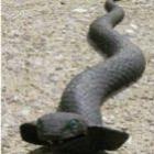 policia_e_chamada_para_capturar_cobra_gigante_mas_se_surpreende_ao_encontrar_