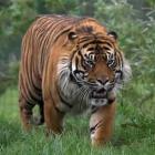 e_para_isso_que_se_coloca_em_risco_a_biodiversidade