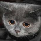 os_animais_tambem_tem_depressao_
