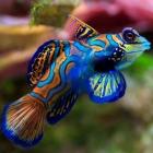 Peixe-mandarim: Um dos peixes mais coloridos do mundo 