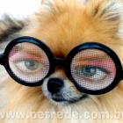 conjuntivite_tambem_afeta_animais_e_pode_ate_cegalos