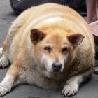 obesidade_ja_atinge_animais_de_estimacao
