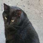 gato_preto_herda_fortuna_de_10_milhoes_de_euros_na_italia