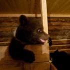 Filhotes de urso são resgatados na Rússia–Belas imagens
