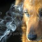 Você sabia que o cigarro também faz mal aos animais?