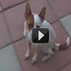 peidou_bota_a_culpa_no_cachorro