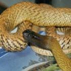 Adolescente escapa após ser picado por cobra mais venenosa do mundo