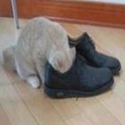 Como viciar seu gato