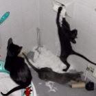 gato_e_bicho_curioso_e_bagunceiro