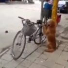 Cão vigia bicicleta do dono, veja o que ele faz!