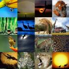 sao_paulo_gestao_de_fauna_pessima