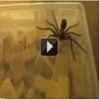 assustando_com_aranha