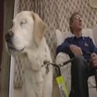 Cão-guia Cuida de homem cego e também de outro cão-guia que também ficou cego !