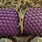 as_incriveis_imagens_do_mundo_microscopico_2