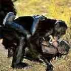 homossexualidade_animal