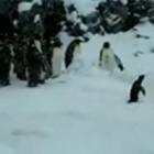 Pinguim dançando doidão