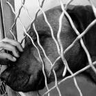 o_dia_nacional_de_adotar_um_animal_e_um_convite_a_reflexao_e_acao