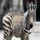 deu_zebra_confira_a_origem_de_expressoes_com_animais_