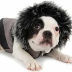 vista_o_cachorro_com_muito_charme_nos_dias_frios