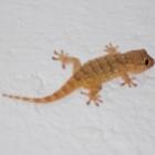 encontre_o_lagarto