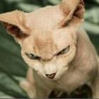 os_caes_e_gatos_mais_malvados_do_mundo
