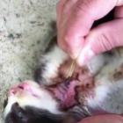 berne_gigante_e_retirado_de_um_gatinho_quedo