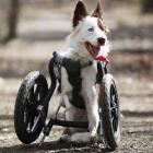 [Exemplo de vida] Cadeira de rodas para cães