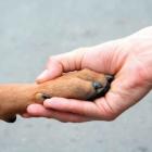 os_imortais_e_os_animais