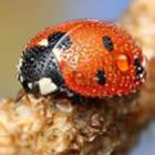 belas_imagens_de_insetos_sob_gotas_de_orvalho