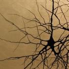 Neurônios que se tornam obras de arte
