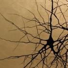 neuronios_que_se_tornam_obras_de_arte